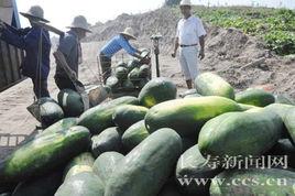 黑優大冬瓜 黑優大冬瓜