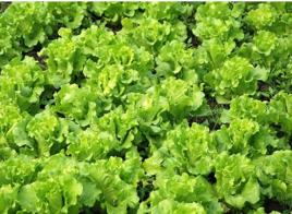 冬季生菜 冬季生菜