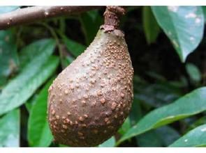 柄果崖爬藤 柄果崖爬藤