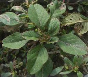 大花窄翼黃耆 大花窄翼黃耆