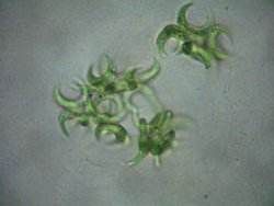 短唇亞群 短唇亞群