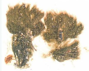 叉狀黑頂藻 叉狀黑頂藻