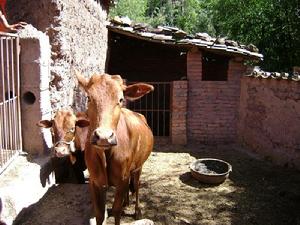 思可苴小村農村經濟－肉牛養殖