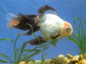 喜鵲花龍睛魚 喜鵲花龍睛魚