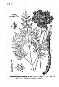 竹節前胡 竹節前胡