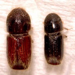 落葉松八齒小蠹 落葉松八齒小蠹