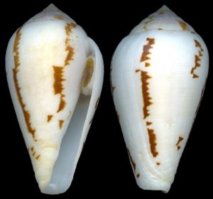 內古泰芋螺 內古泰芋螺