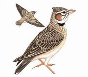 二斑百靈 二斑百靈