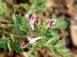 大頭柔毛蒿 大頭柔毛蒿