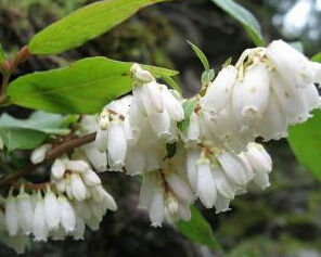 剛毛地檀香 剛毛地檀香