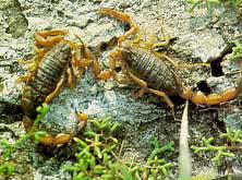 蒙山全蠍 蒙山全蠍