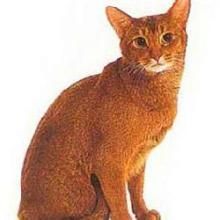 土耳其金棕色貓
