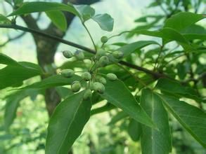 吳茱萸五加 吳茱萸五加