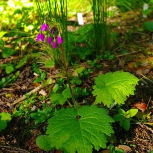 假報春(原亞種) 假報春(原亞種)