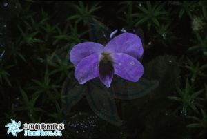 圓果堇菜