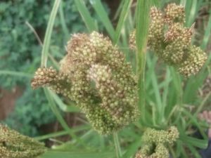 山泉粟酒釀酒原材料：粟米