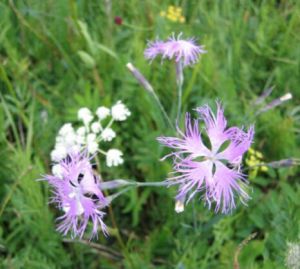 長萼瞿麥 長萼瞿麥