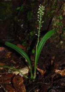 叢生羊耳蒜 叢生羊耳蒜