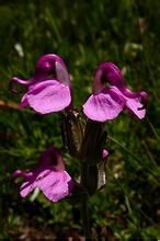 全緣全葉馬先蒿 全緣全葉馬先蒿