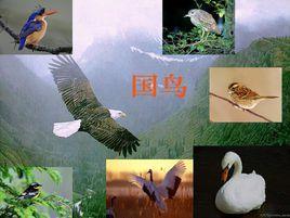 國鳥 國鳥