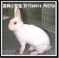英種小型兔 Britannia Petite