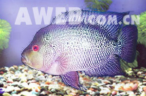 （圖）意氣揚揚