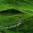 草原載畜量 草原載畜量