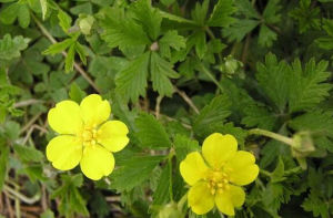 委陵菜屬 委陵菜屬