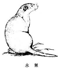 水獺屬 水獺屬