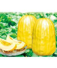 小籽八方瓜 小籽八方瓜