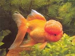 衡水金魚 衡水金魚