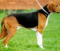 塞爾維亞三色獵犬