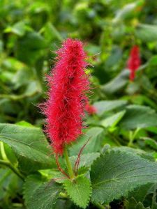 紅鱗水毛花 紅鱗水毛花