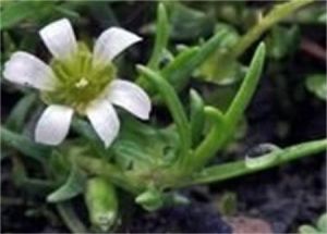 新疆米努草 新疆米努草