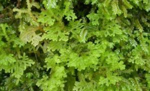 全緣裂葉苔 全緣裂葉苔