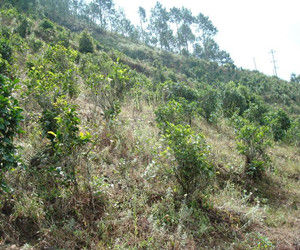 三平掌村 三平掌村