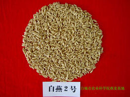 白燕2號 白燕2號