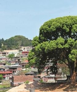 多葉樹自然村 多葉樹自然村