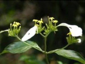 疏花玉葉金花 疏花玉葉金花