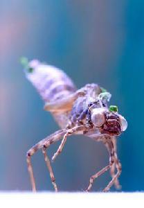 蜻蜓若蟲 蜻蜓若蟲