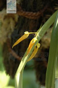 帶葉卷瓣蘭 帶葉卷瓣蘭