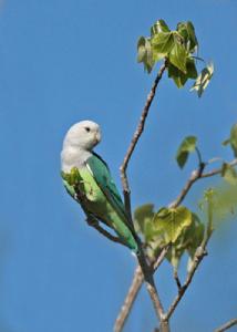 灰頭情侶鸚鵡 灰頭情侶鸚鵡