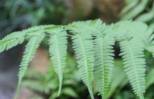 狹翅鐵角蕨 狹翅鐵角蕨