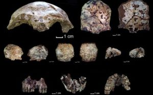 科學家在安南山脈發現的遠古頭骨化石 