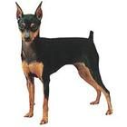 德國平犬 德國平犬