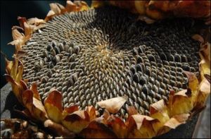 向日葵子[中藥]