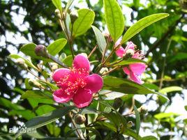 白鼓丁茶 白鼓丁茶