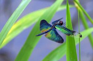 黑麗翅蜻[昆蟲]