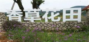 香草花田 香草花田