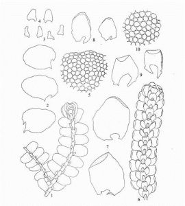 毛邊光萼苔 毛邊光萼苔